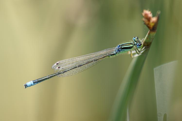 Agrion nain, classé vulnérable (VU) ©É. Sansault, ANEPE Caudalis