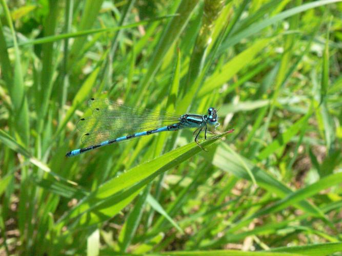 Agrion de Mercure, classé préoccupation mineure (LT) ©É. Sansault, ANEPE Caudalis