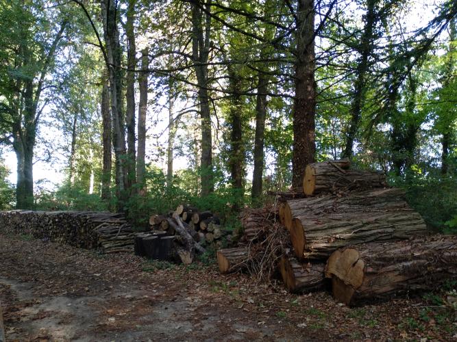 Le bois mort, utile pour la biodiversité, peut etre déplacé en dehors de la zone soumise à l'OLD