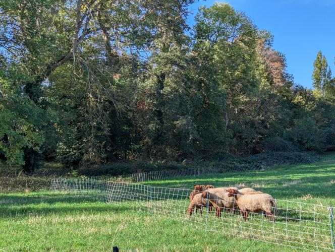 Recourir au pâturage dirigé permet d'entretenir les strates herbacées et arbustives