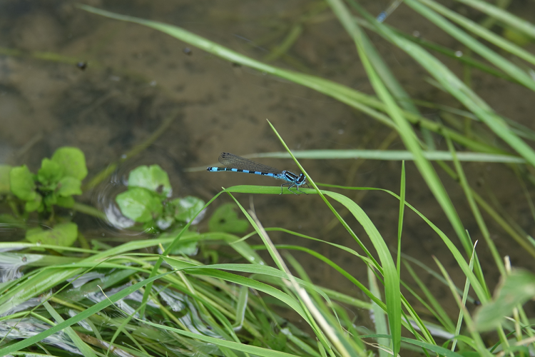 Une espèce observée - Agrion de mercure © M. Poiré, ARB