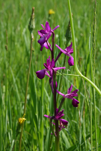 Une espèce observée - Orchis à fleurs lâches © M. Poiré, ARB