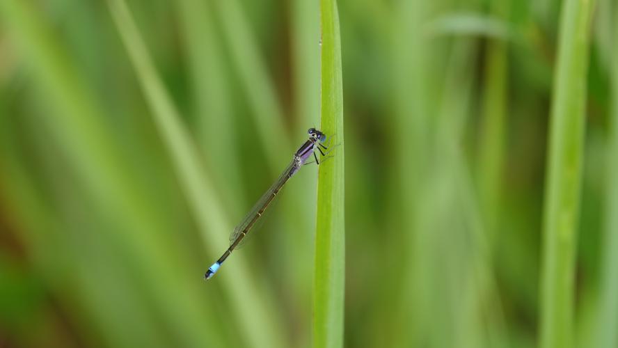 Agrion élégant ©ARB, Laetitia Roger-Perrier