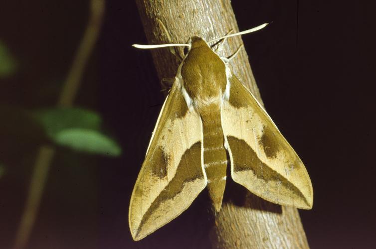 Les papillons de nuit (ici le Sphinx de l'Euphorbe) sont attirés et perturbés par la lumière ©Hamon pour Wikipédia