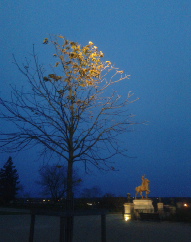 Arbre perturbé par la lumière artificielle d’un spot lumineux ©Anpcen Christophe Martin-Brisset 