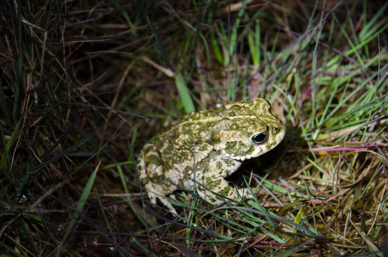 Les crapauds (ici Crapaud calamite) pour qui les lumières blanches et vertes sont une barrière infranchissable ©Mathieu Willmes