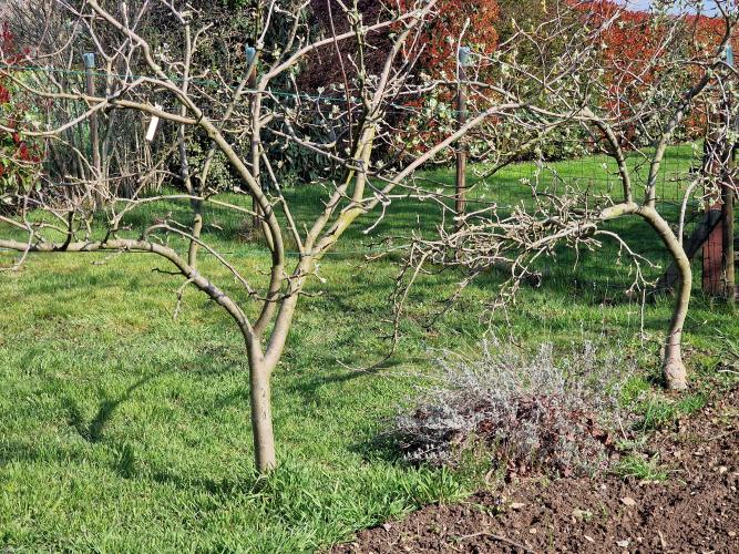 Pommiers palissés en clôture