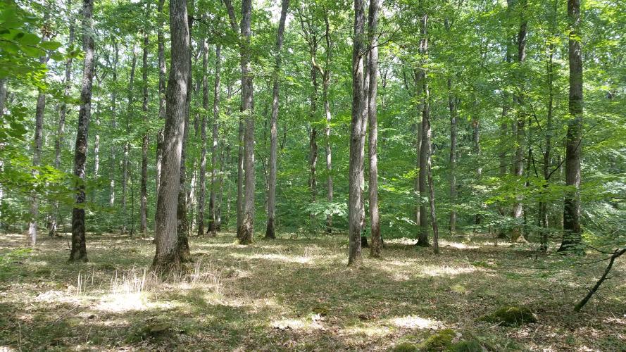 Forêt de feuillus, futaie régulière, forêt de Blois ©ONF, C. Samyn