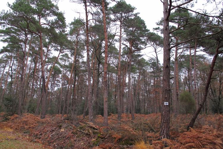 Forêt de Chinon ©ONF, C. Samyn
