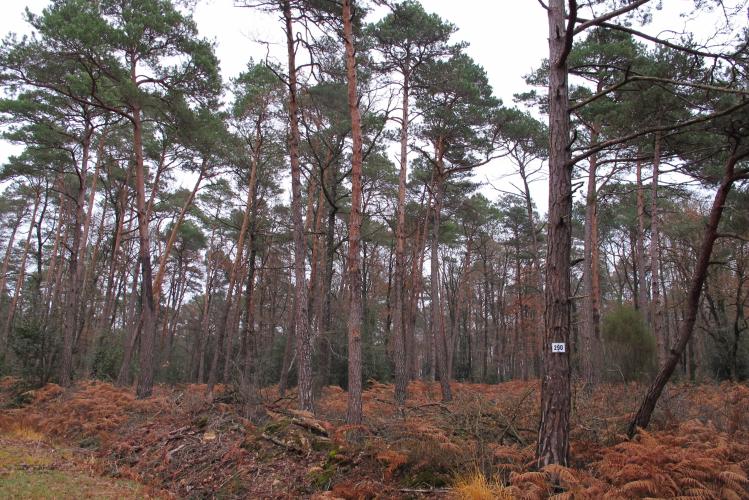 Pinède, Forêt de Chinon ©ONF, C. Samyn