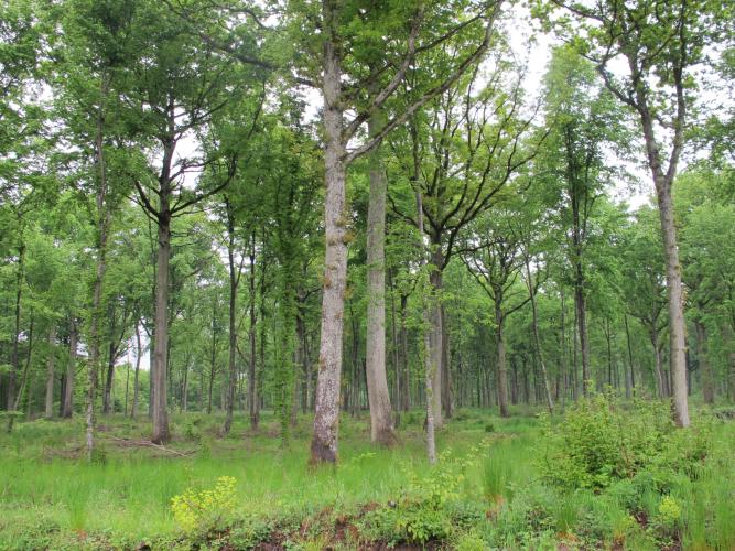 Forêt de feuillus, futaie régulière, Forêt de Dreux ©ONF, C. Samyn