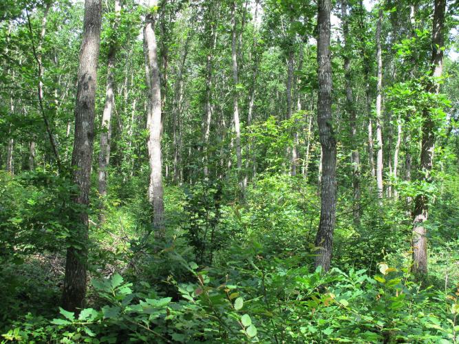 Forêt de feuillus, taillis sous futaie, Forêt de Montargis ©ONF, C. Samyn