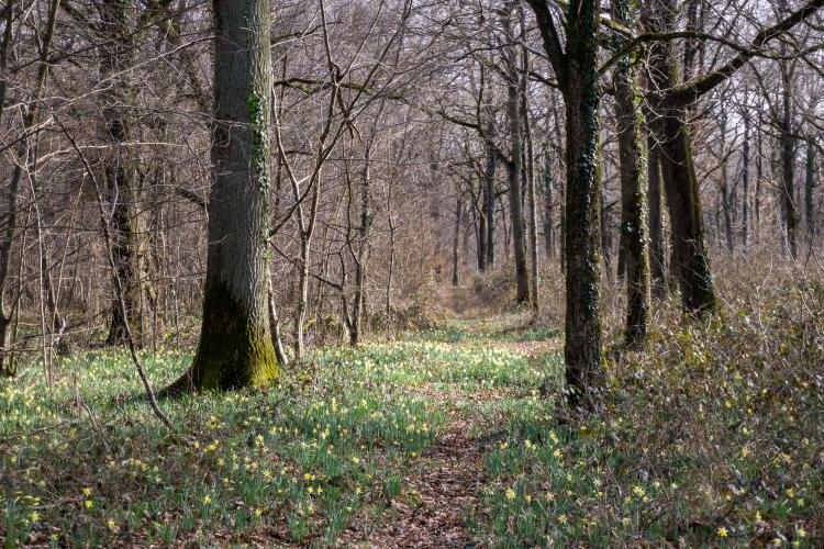 Jonquilles en forêt d'Orléans ©IDF CNPF, F. Gallois