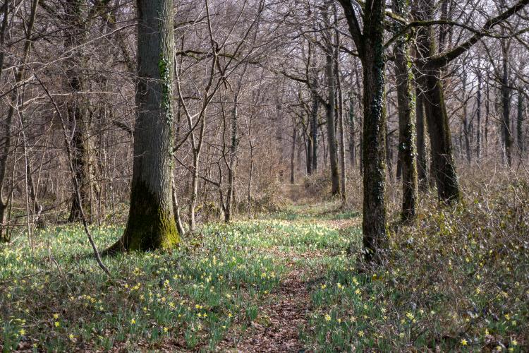 Forêt de feuillus et jonquilles, futaie irrégulière, en forêt d'Orléans ©IDF CNPF, F. Gallois