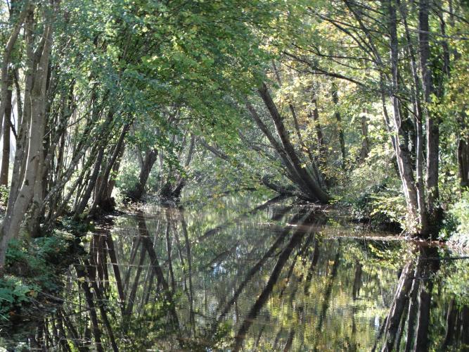 Boisement alluvial, Vallée de l'Oeuf, Loiret ©B. Virely