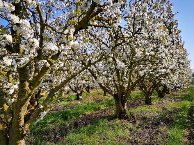 Verger de cerisiers dans le Loiret ©L. Roger-Perrier