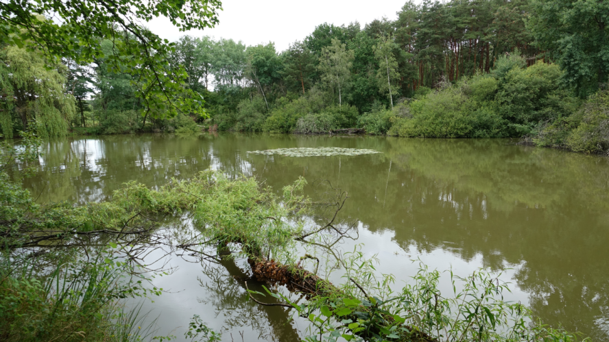 Mare ©L. Roger-Perrier, ARB Centre-Val de Loire