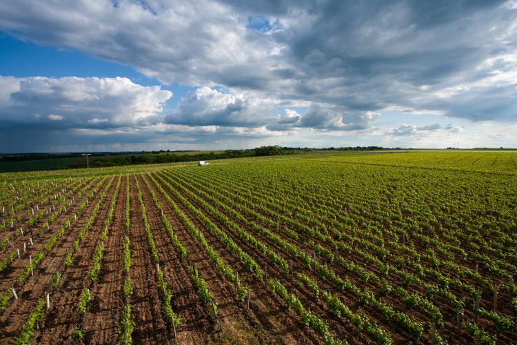 Vignoble dans l'Indre ©N. Van Ingen