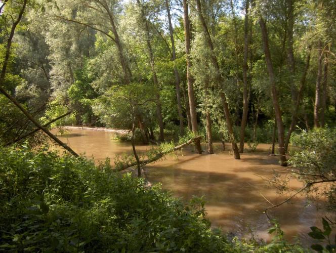 Forêt alluviale inondée - 2006 © Julien Levrat