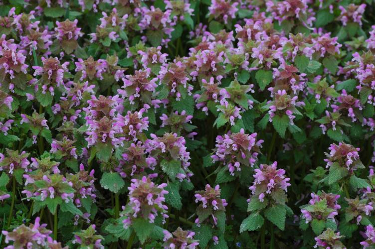 Lamium purpureum - Jordane CORDIER