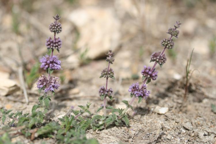 Mentha pulegium - Rémi DUPRE