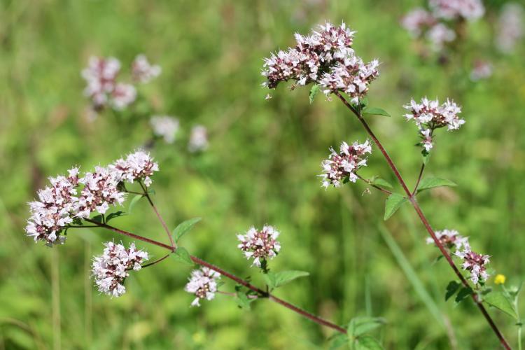 Origanum vulgare - Rémi DUPRE