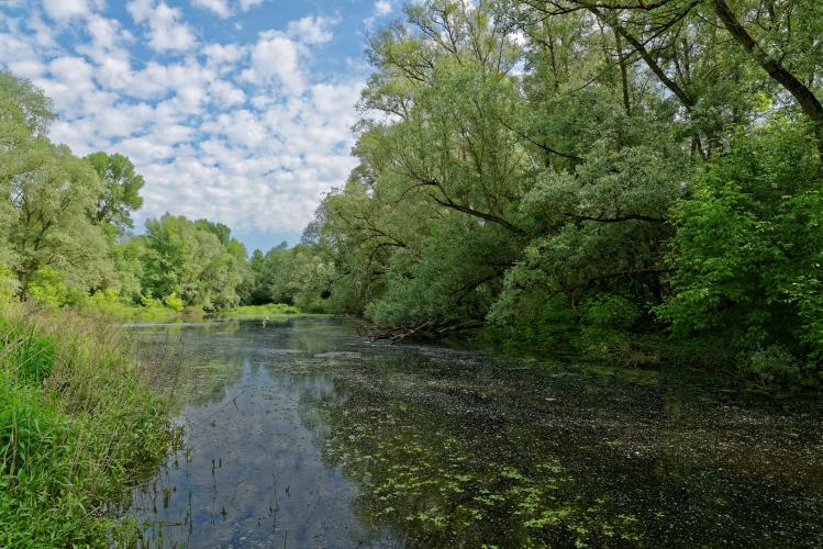 Saulaie à Beaugency © François Hergott