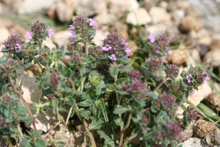 Thymus polytrichus subsp. britannicus - Rémi DUPRE