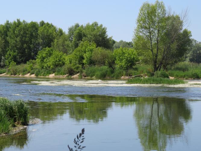 Forêt alluviale © Fédération des Maisons de Loire