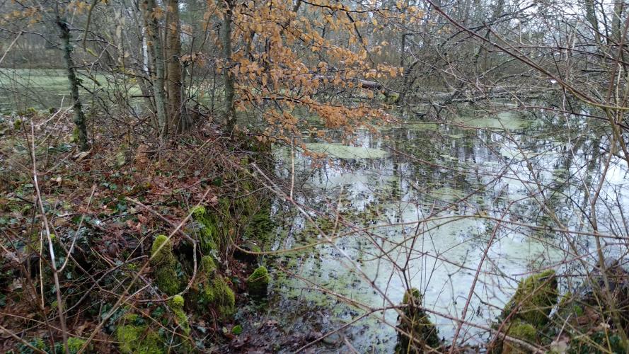 Zone humide à Boigny ©ARB Centre-Val de Loire