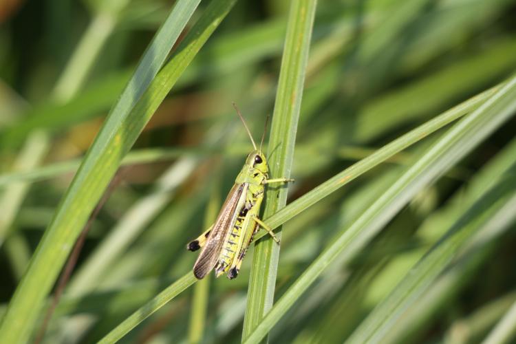 Criquet ensanglanté au Tertre des canaux © Théophile Dugault