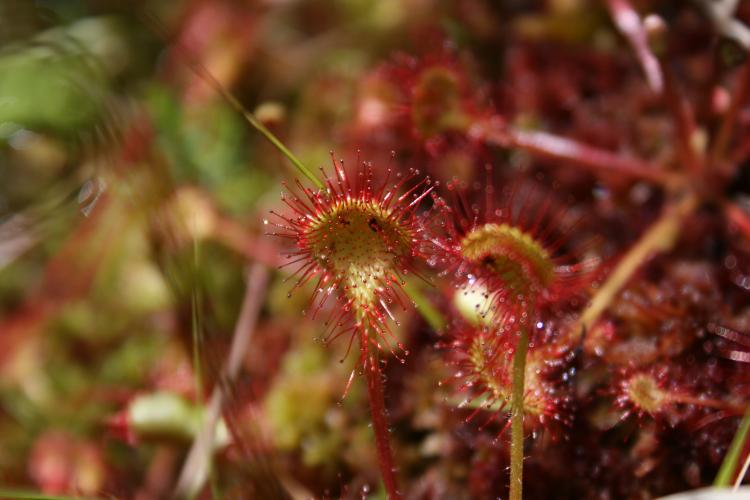 Drosera rotundifolia au Tertre des canaux © Aurélie Poumailloux