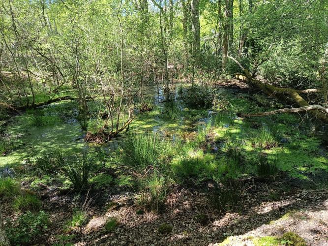 Mare au Tertre des canaux © Olivier Ducarre