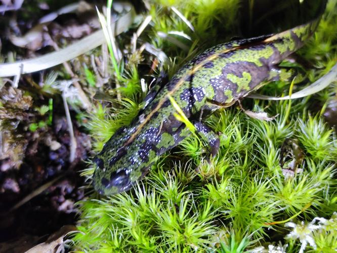 Triton marbré au Tertre des canaux ©  Michael Rolin