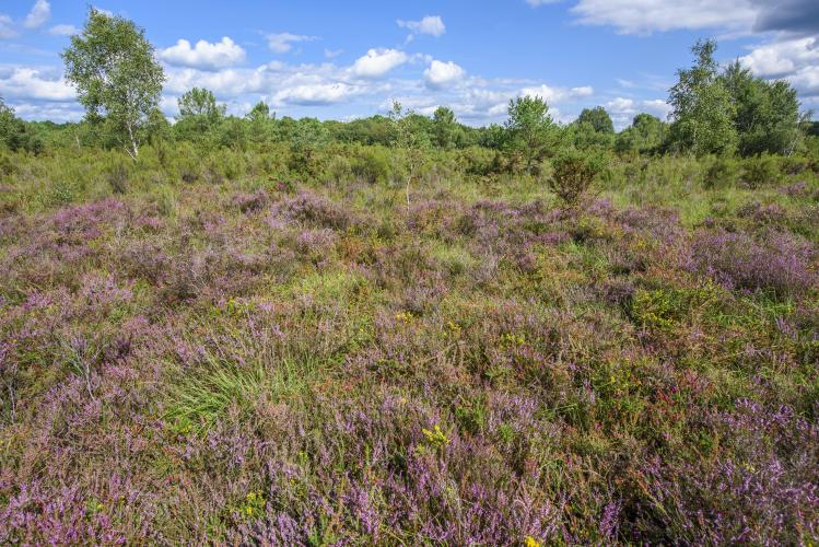 Landes humides atlantiques © Eric Sansault