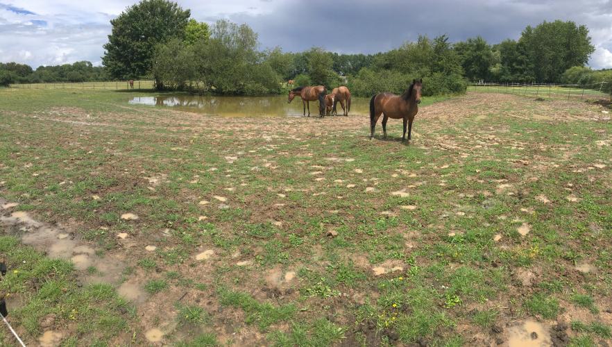 Mare hébergeant l’Étoile d’eau dans un enclos à chevaux en Indre-et-Loire ©N. Roboüam