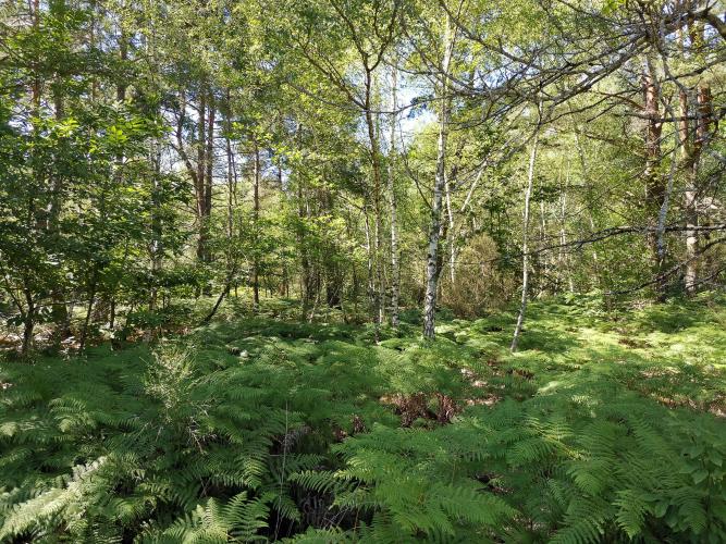 Forêt de bouleaux et fougères, futaie irrégulière, Villeny (Sologne) ©L. Roger-Perrier