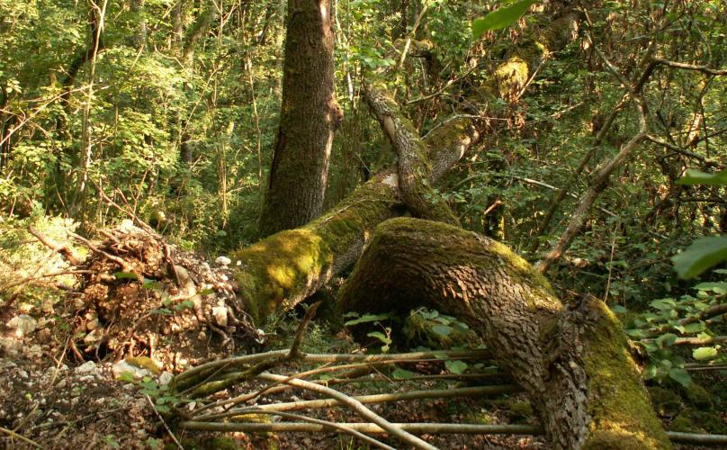 Bois morts en forêt de chênes pubescents en libre évolution, Bois des Roches (36) ©S. Gressette, Cen Centre-Val de Loire