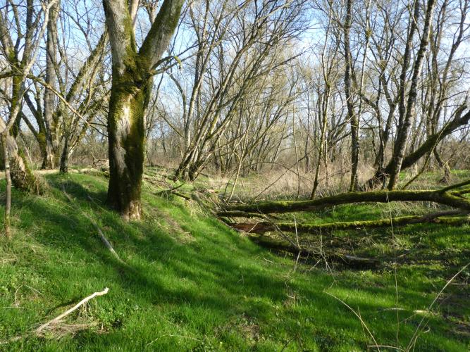 Prés Saint Loup, forêt en libre évolution ©S. Gressette, Cen Centre-Val de Loire