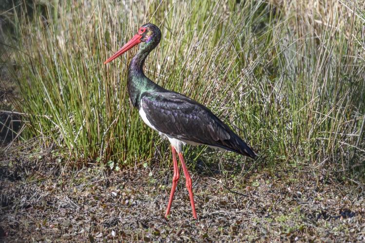 Cigogne noire ©E. Sansault, Caudalis