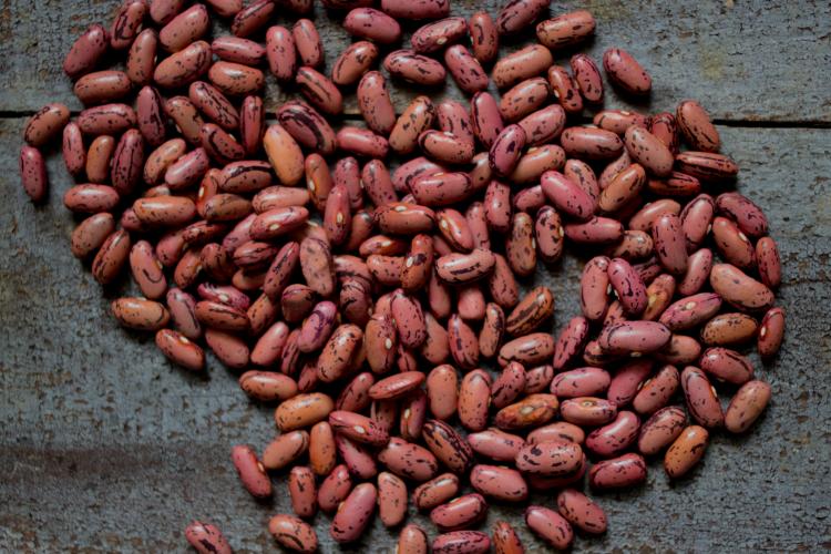 Haricots barangeonnier de Tours ©URGC