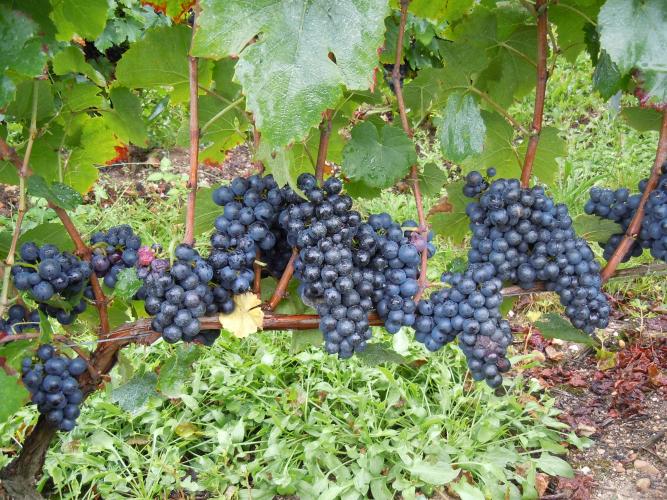 Cépage Gamay ©URGC