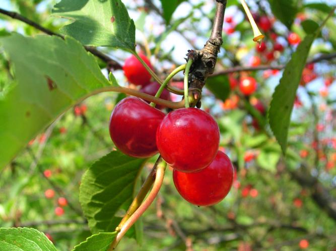 Cerises Triaux des fondettes ©URGC