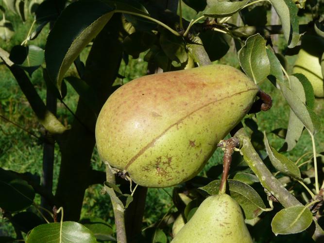 Poire de Curé ©URGC