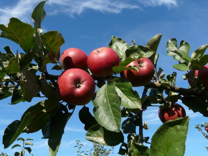 Pomme Châtaignier du Loiret ©Ollivier