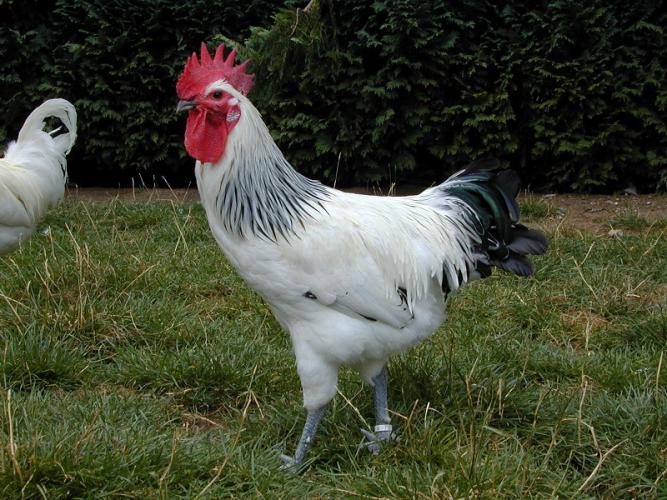 Poules Contres ©URGC