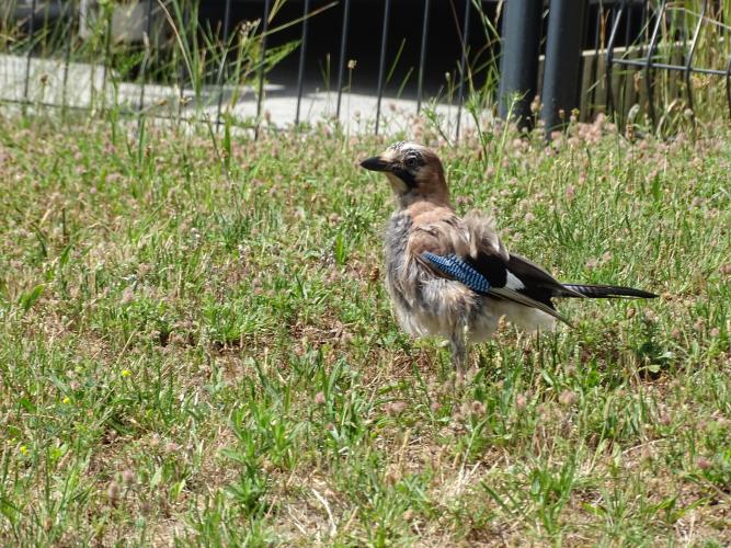 Geai des chênes - Si on lui laisse une place, la biodiversité revient rapidement sur un foncier ! ©ARB Centre-Val de Loire