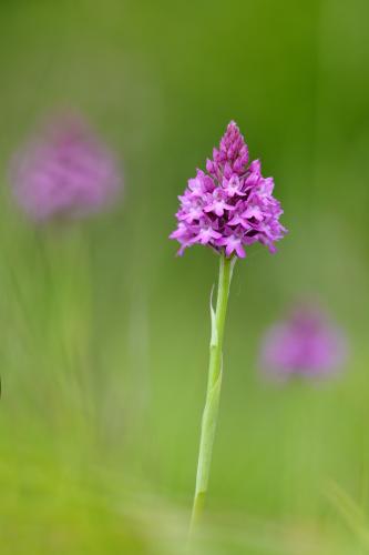 Orchidée pyramidale © CC BY-SA 2.0 / Flick : Gilles San Martin