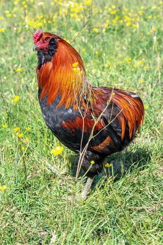 Coq de race Araucana ©Laurent Leduc