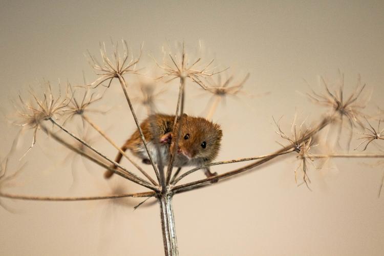 Rat des moissons (Micromys minitus) © Association Micromys 28